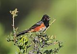 Spotted Towheeborder=